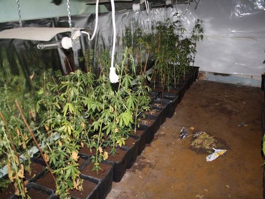 100 roślin na wynajmowanym poddaszu, 19 i 22 latek mogą dostać 3 lata więzienia.