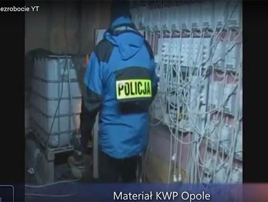 2300 roślin konopi indyjskich jedną z największych upraw w Polsce (koło Nysy) odkryli policjanci KWP Opole.