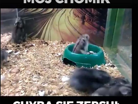 Chomik robi salta w tył!