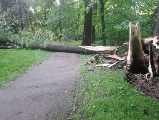 Interwencja mieszkańca - Jesion powalił 5 kolejnych drzew, mogło dojść do tragedii.