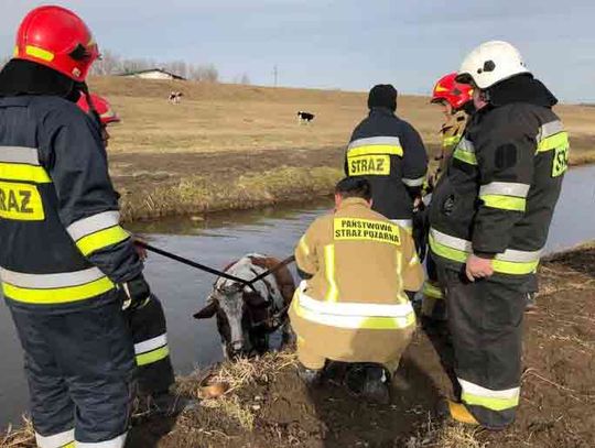 Niech szanowna Krowa patrzy jak chodzi  - Strażacy musieli wydobyć zwierzę z kanału.