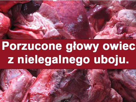 Nielegalny ubój i porzucone w lesie setki owczych głów.