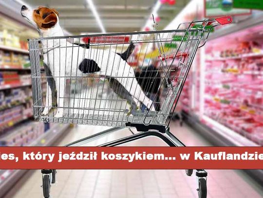 O PSIE, KTÓRY JEŹDZIŁ KO...szykiem - po nyskim Kauflandzie!