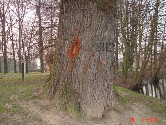 Wandal niszy pomnik przyrody - dąb przy stawie łabędzim uszkodzony.