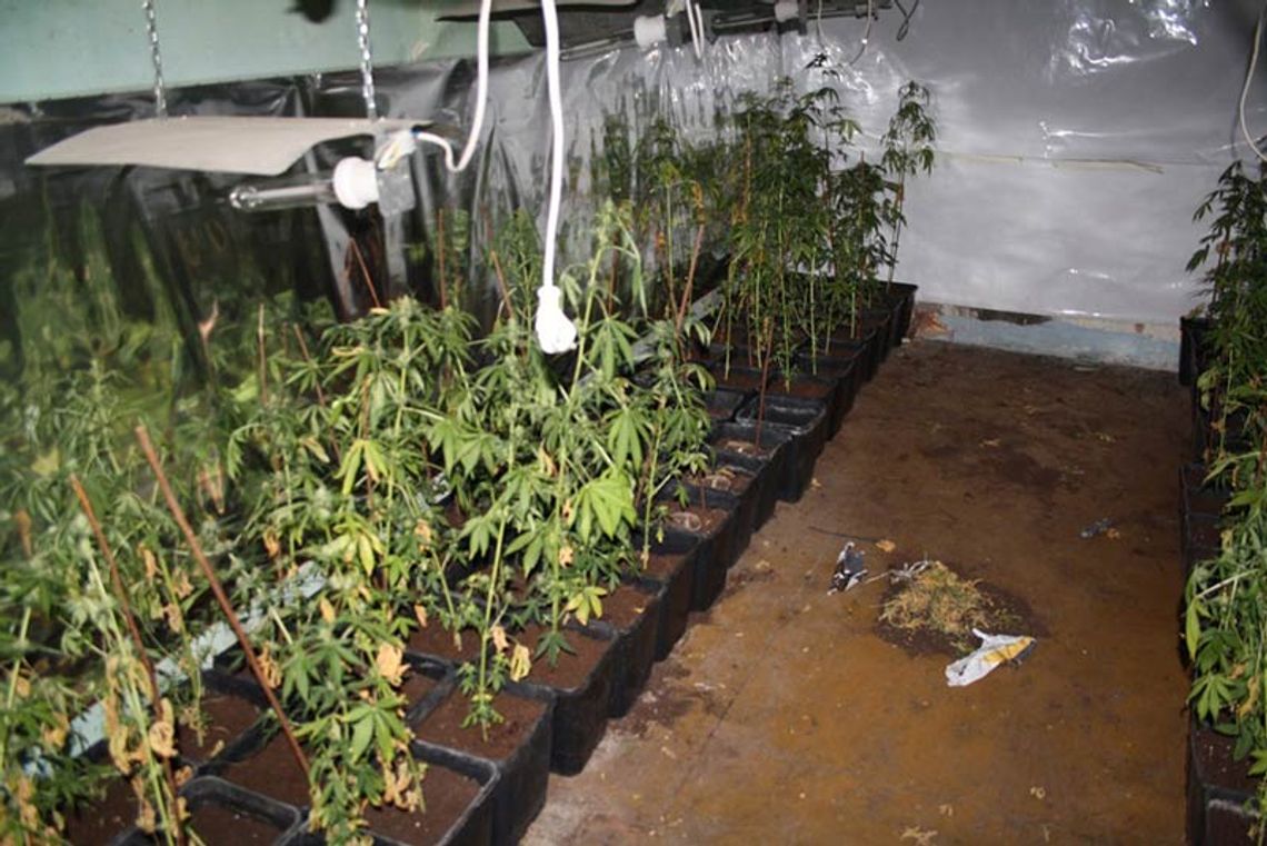100 roślin na wynajmowanym poddaszu, 19 i 22 latek mogą dostać 3 lata więzienia.