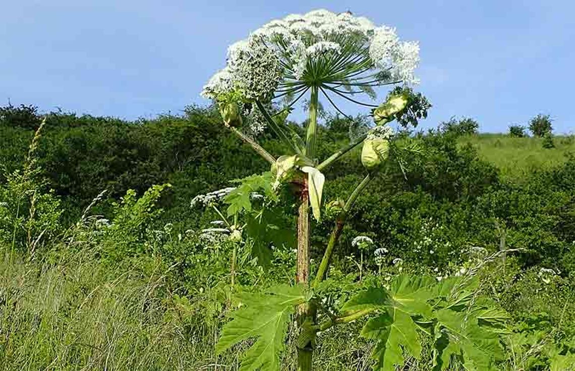Barszcz Sosnowskiego - niebezpieczna roślina znów kwitnie – zgłaszajmy jej występowanie