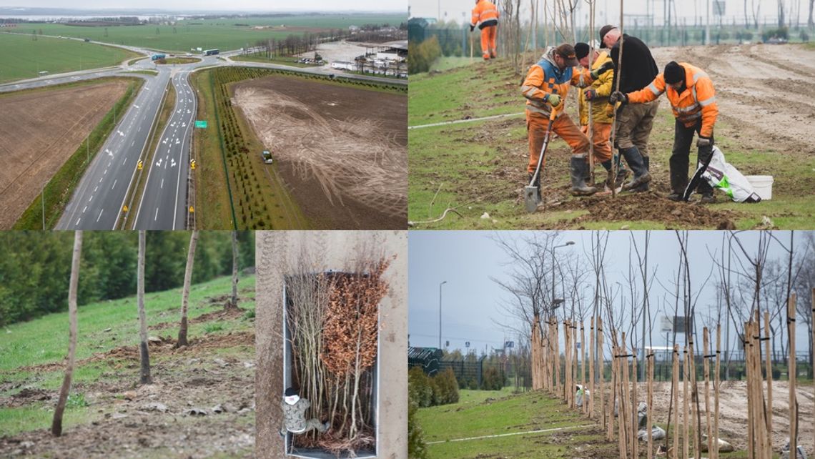Bioagra rozpoczęła kolejne duże nasadzenia drzew i krzewów