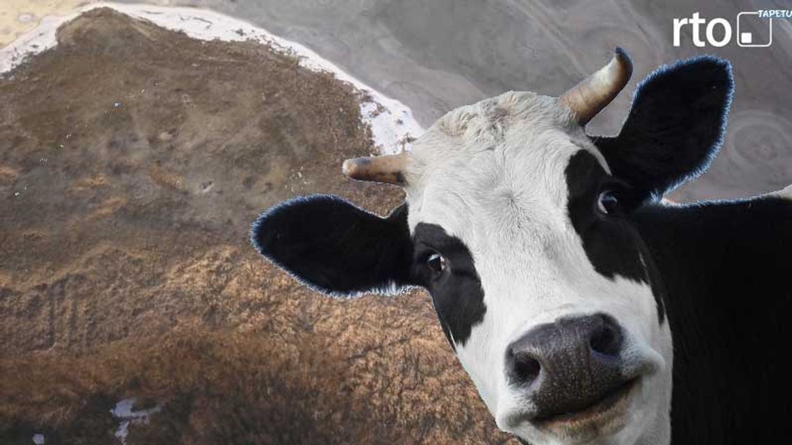 Czy krowa uciekinierka z rzeźni zostanie maskotką nyskiego jeziora?