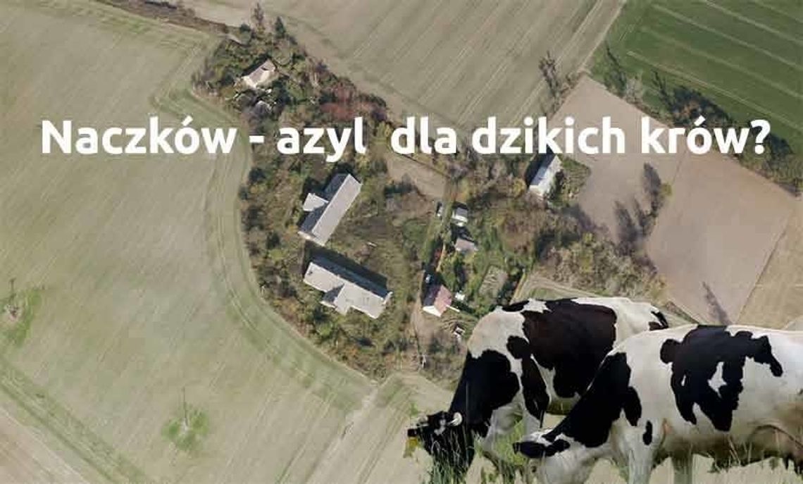 Dzikie krowy z Deszczna maja trafić do Naczkowa (gmina Pakosławice).