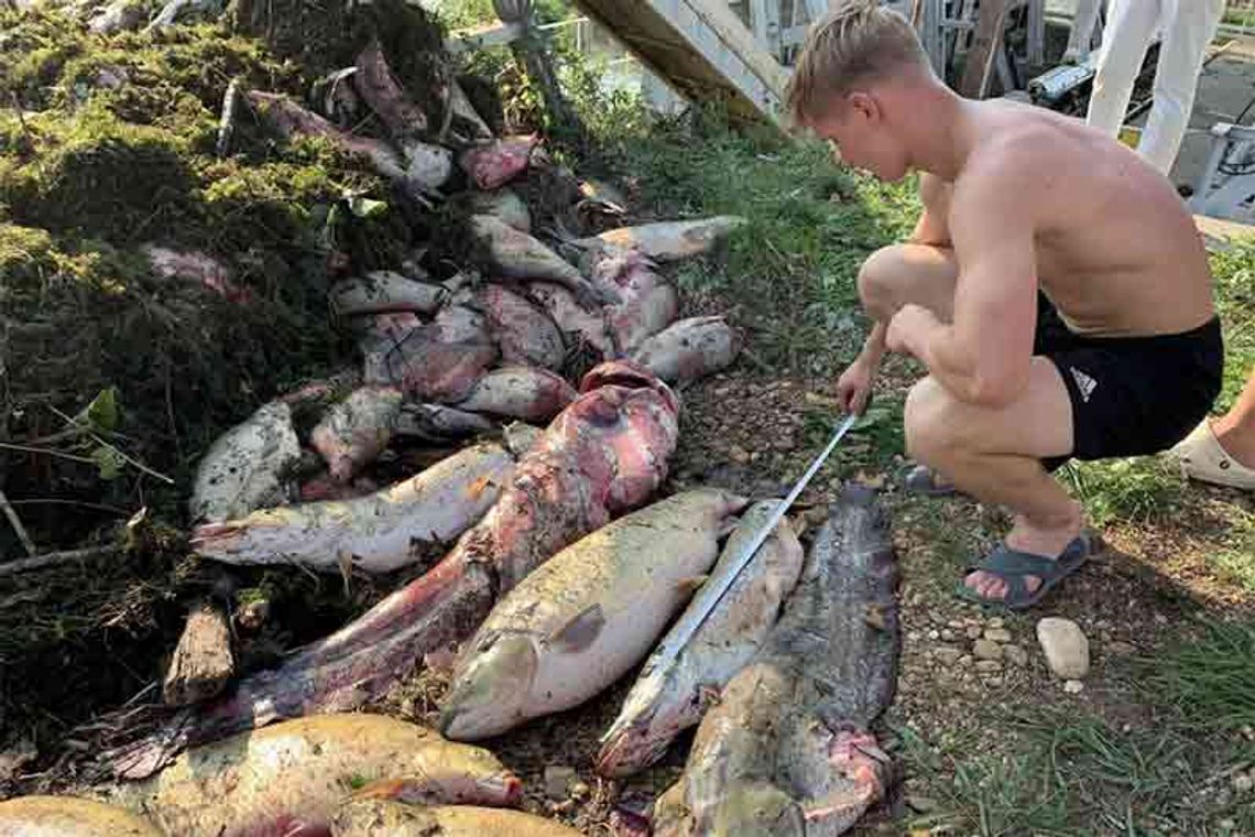 Nawet tonę martwych ryb wyłowiono w poniedziałek 26 sierpnia z rzeki Nysy w okolicach Piątkowic.