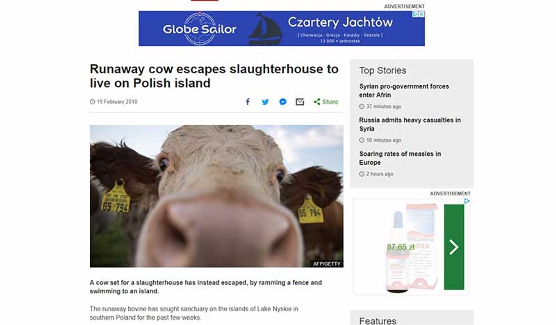Nyska krowa w BBC News