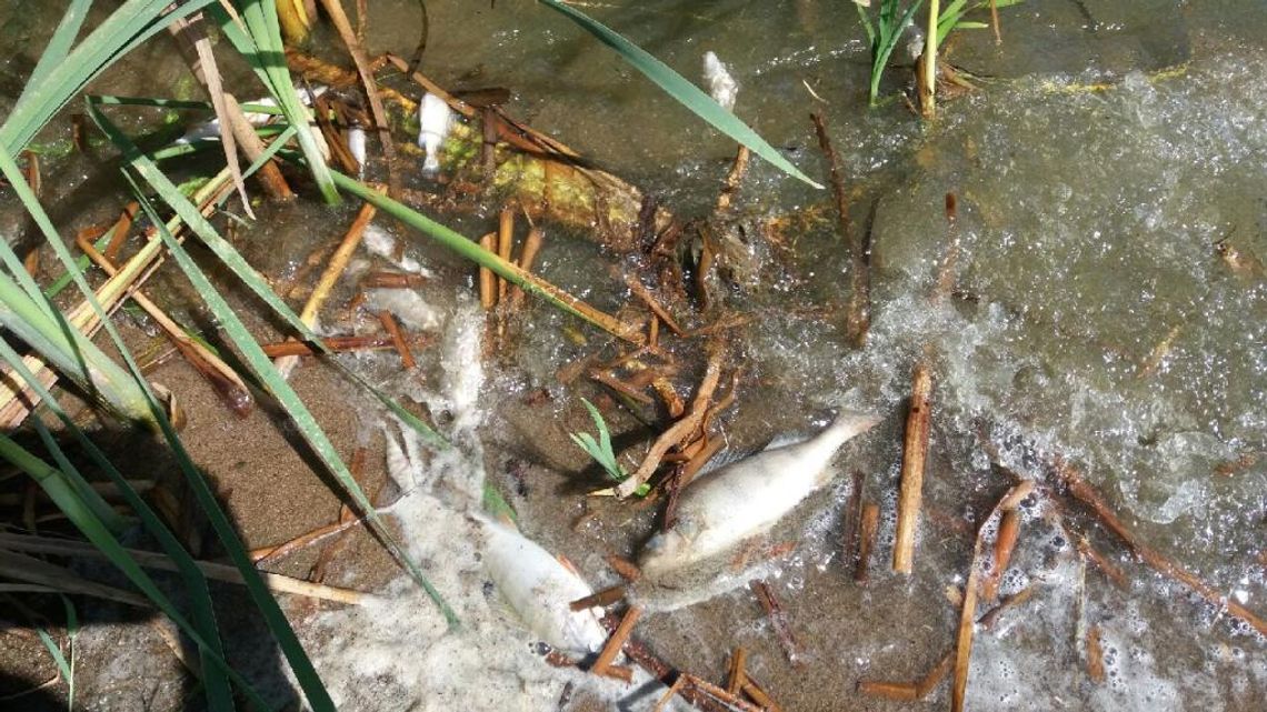 Śnięte ryby na Jeziorze Paczkowskim - temperatura okazała się zabójcza