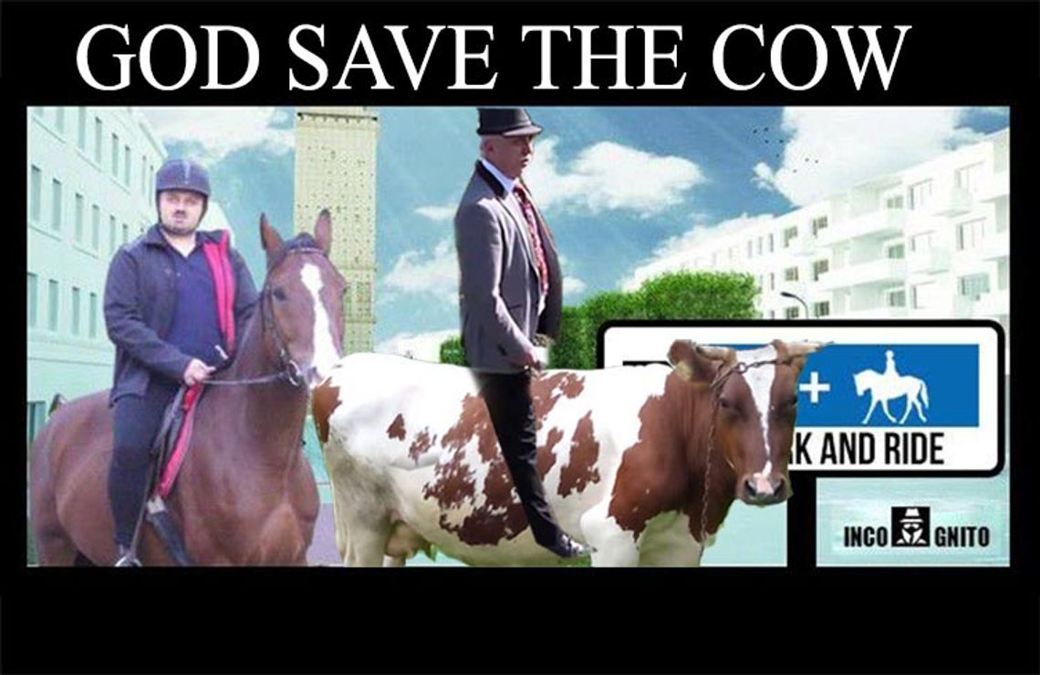 Starosta marzy o krowim rodeo, czyli GOD SAVE THE COW - UWAGA NA MEMY CD