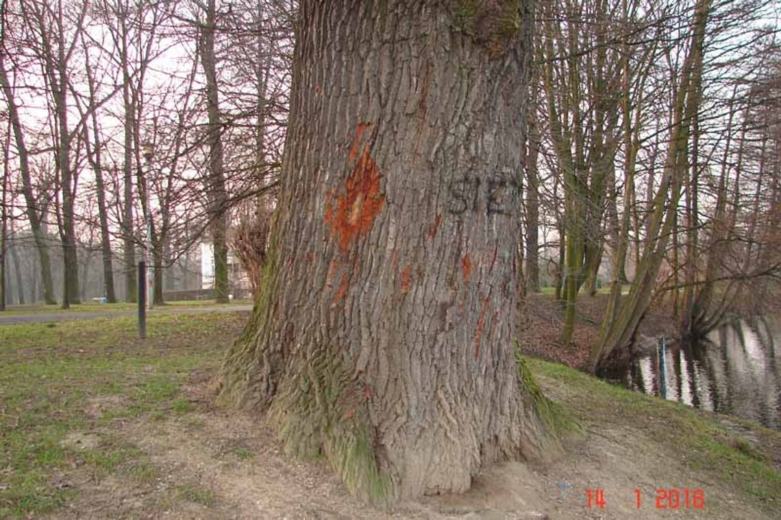 Wandal niszy pomnik przyrody - dąb przy stawie łabędzim uszkodzony.