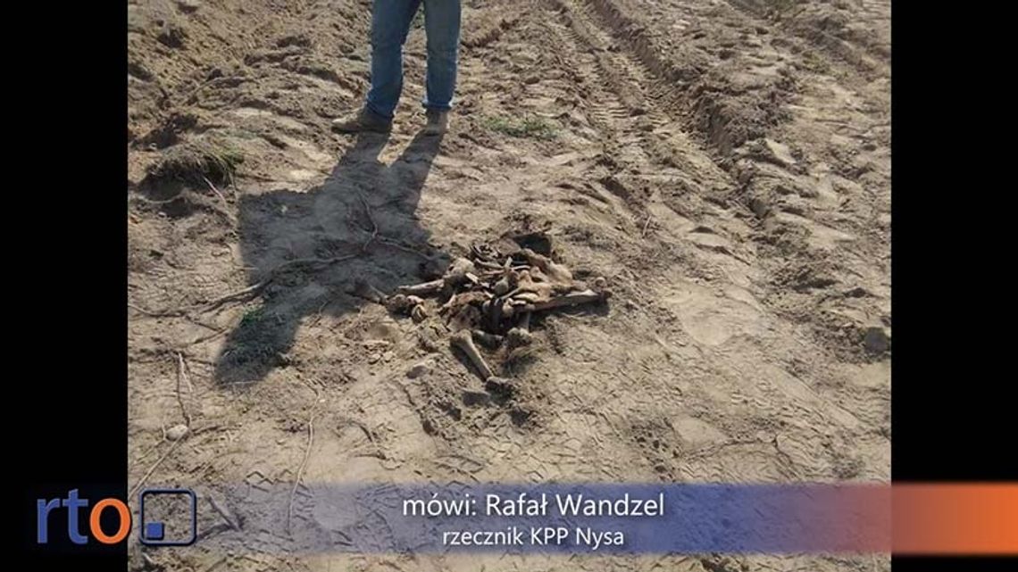 Znaleziono ludzkie szczątki przy budowie obwodnicy.